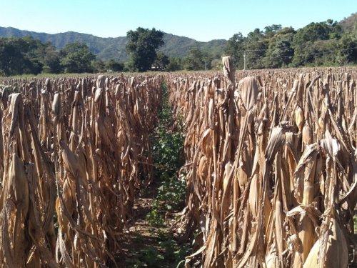 Cultivo maiz Daris01514