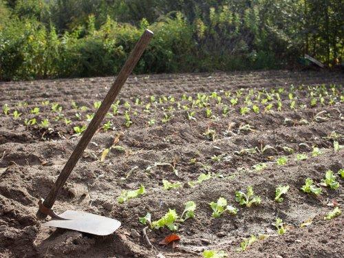 El Otro Día: “Enfado en el Campo”